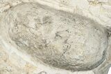 Eocene Fossil Crocodile Egg - Bouxwiller, France #293166-1